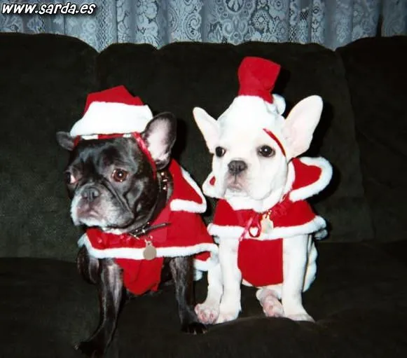 Perritos Papa Noel