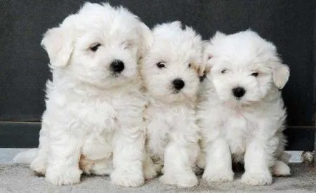 Imagenes de perritos peludos - Imagui