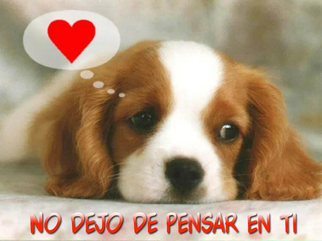 De Perritos Perrito Tierno Con Frases Perritos Con Frases De Amor ...