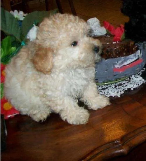 Cachorros poodle toy - Imagui