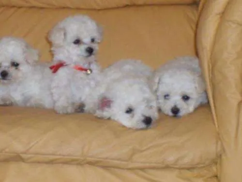 vendo perritos poodle toy 9-0245509 2 en Región Metropolitana - 162240