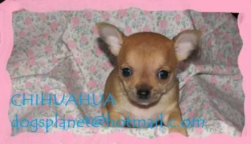 Perros chihuahuas en venta criadero en colombia cachorros ...