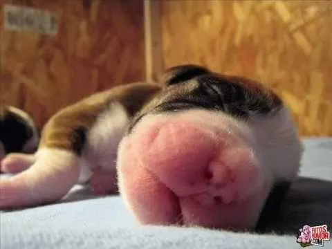 Perritos Recien Nacidos - (por Javiera González) - YouTube Perritos Recien Nacidos - (por Javiera González) - YouTube