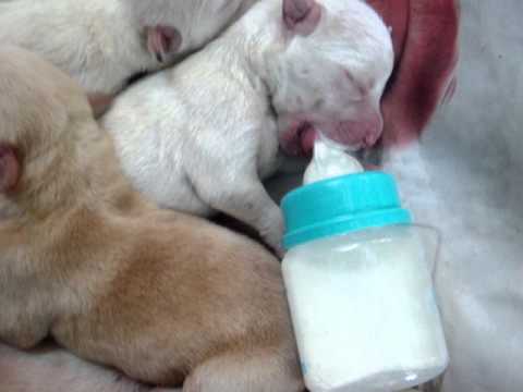 PERRITOS RECIEN NACIDOS - YouTube