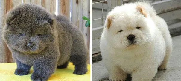 Estos perritos regordetes parecen pequeños oseznos | Maravillosas ... Estos perritos regordetes parecen pequeños oseznos | Maravillosas ...