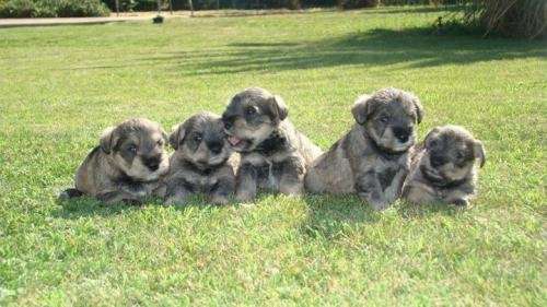 Fotos de perritos recien nacido schnauzer - Imagui Fotos de perritos recien nacido schnauzer - Imagui