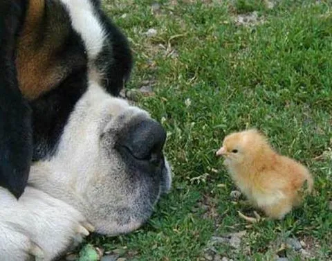 Perritos Tiernos Perritos Tiernos