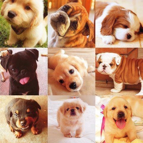 Perritos tiernos tumblr - Imagui