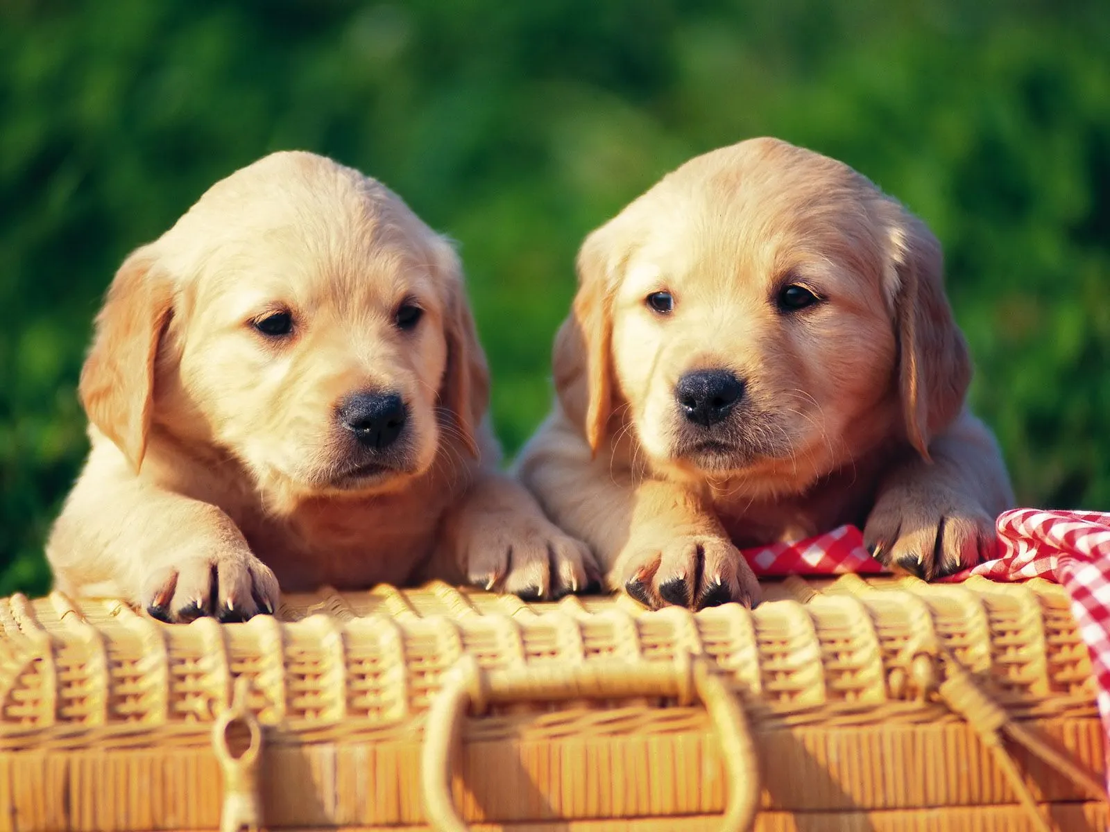 Perritos tiernos para descargar gratis en HD : Imagenes Tiernas ... Perritos tiernos para descargar gratis en HD : Imagenes Tiernas ...