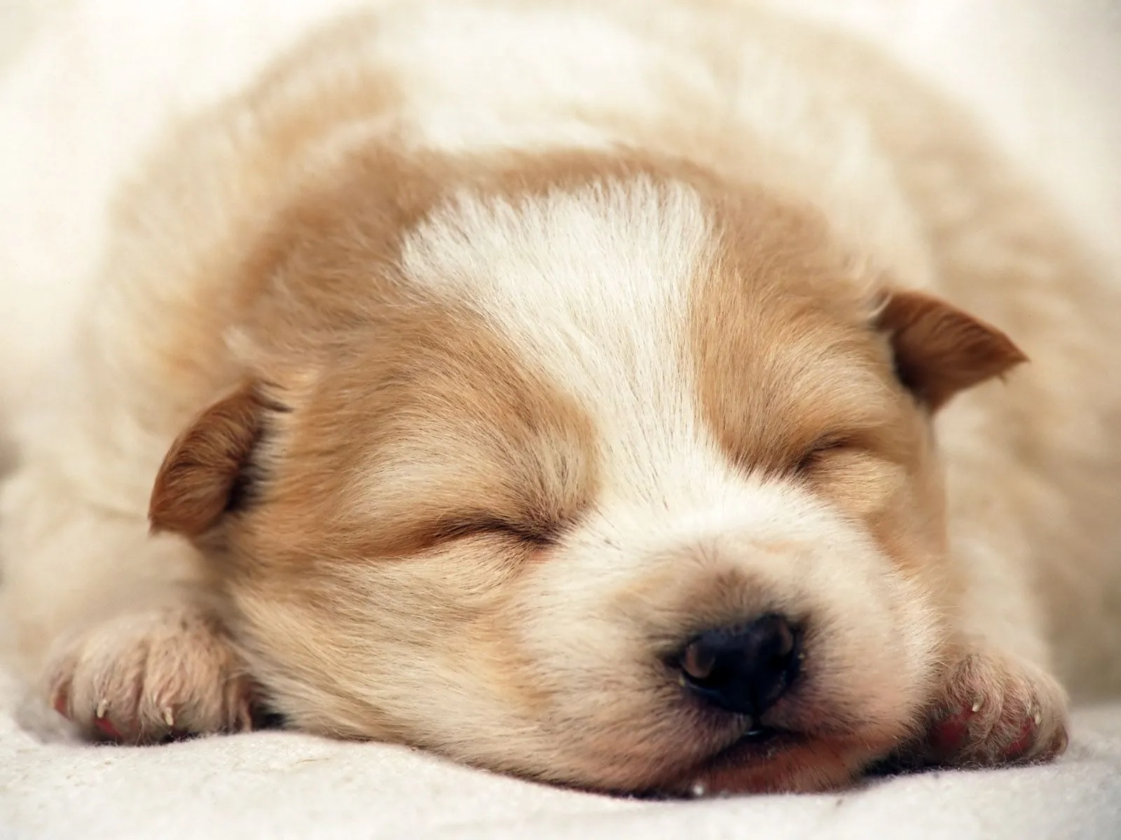 Perritos tiernos para descargar gratis en HD: Imagenes Tiernas ... Perritos tiernos para descargar gratis en HD: Imagenes Tiernas ...