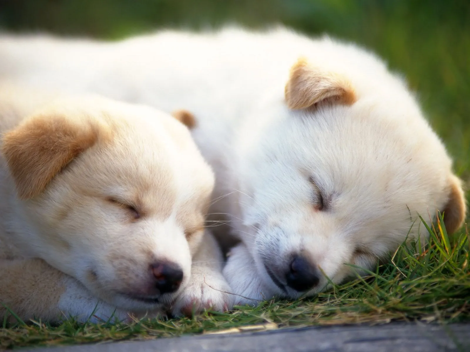 Perritos tiernos para descargar gratis en HD: Imagenes Tiernas ... Perritos tiernos para descargar gratis en HD: Imagenes Tiernas ...