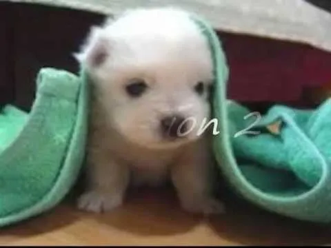 Los perritos más tiernos del mundo (Por posición) - YouTube Los perritos más tiernos del mundo (Por posición) - YouTube
