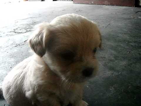 perritos tiernos parte 1 - YouTube