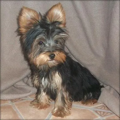 perritos yorkshire en Acambay