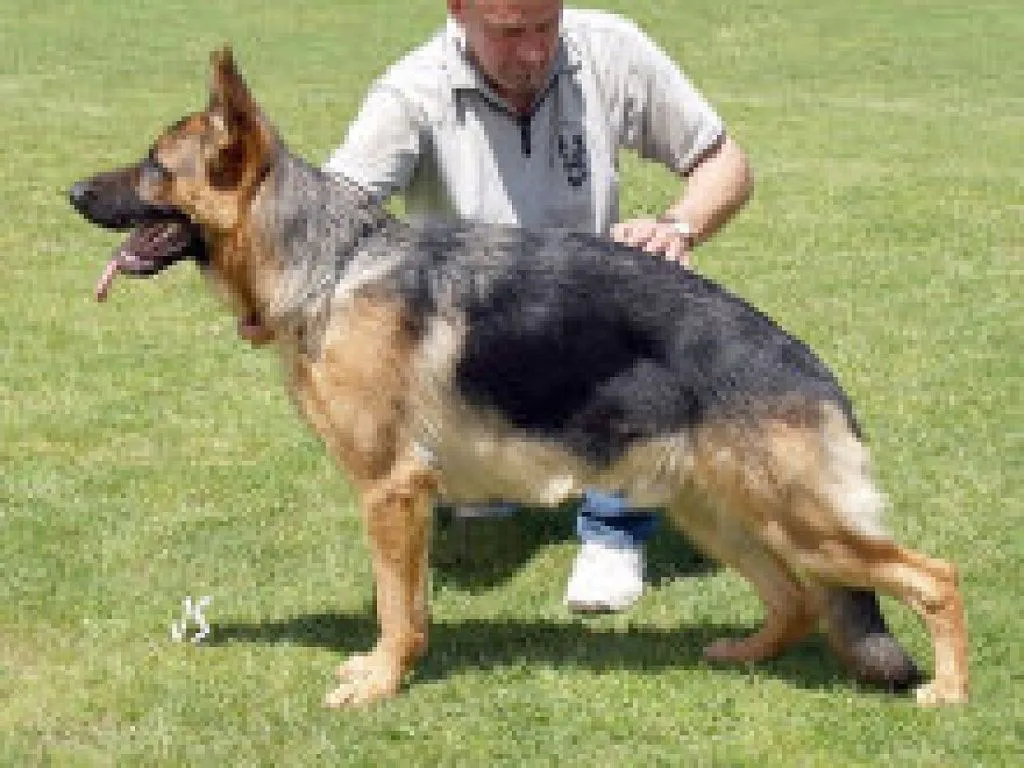 perro aleman (2) | Cuidar de tu perro es facilisimo. perro aleman (2) | Cuidar de tu perro es facilisimo.