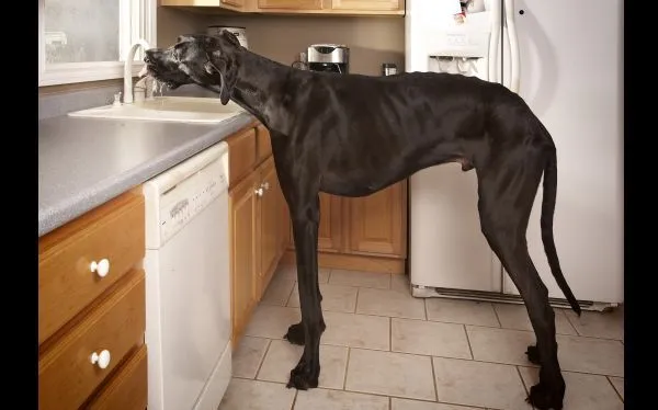 El perro más alto del mundo y cientos de récords en el nuevo libro ...