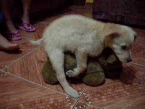 Perro Arrecho - Perrito haciendo cosas Loquendo - YouTube Perro Arrecho - Perrito haciendo cosas Loquendo - YouTube