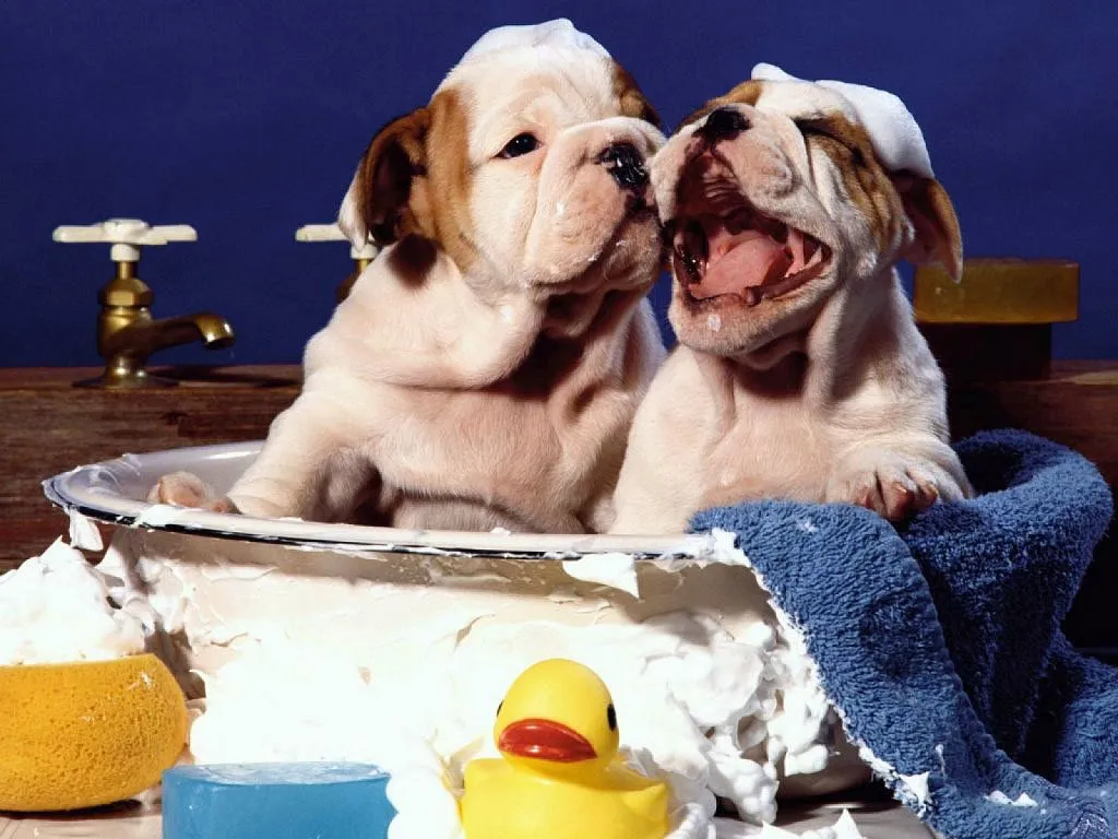 perro banandose | Cuidar de tu perro es facilisimo. perro banandose | Cuidar de tu perro es facilisimo.