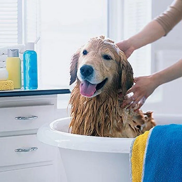 perro banandose | Cuidar de tu perro es facilisimo. perro banandose | Cuidar de tu perro es facilisimo.