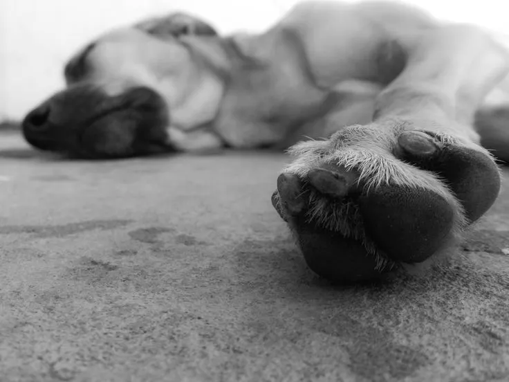 Perro en blanco y negro | Blanco & Negro | Pinterest Perro en blanco y negro | Blanco & Negro | Pinterest