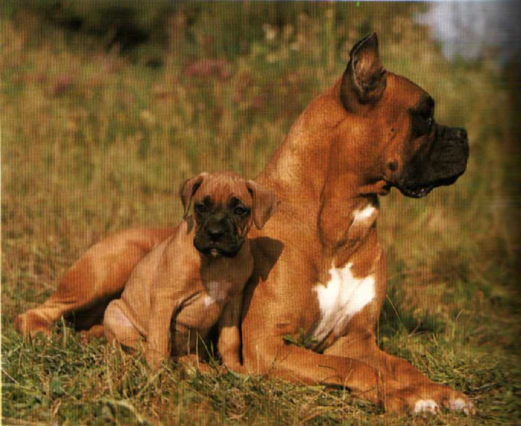 perro boxer cachorro