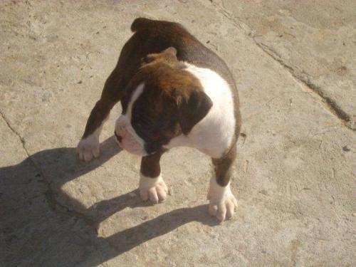 Fotos de Boxer Atigrados. 8 cachorros excelentes - Buenos Aires ... Fotos de Boxer Atigrados. 8 cachorros excelentes - Buenos Aires ...