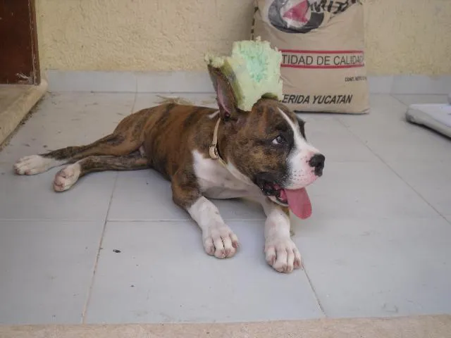 Imágenes de Vendo cachorro Boxer Atigrado 3.5 meses en Benito Juárez
