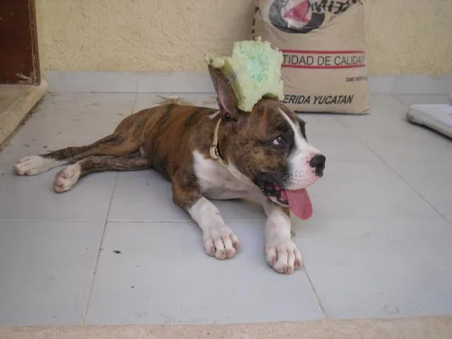 Imágenes de Vendo cachorro Boxer Atigrado 3.5 meses en Benito Juárez Imágenes de Vendo cachorro Boxer Atigrado 3.5 meses en Benito Juárez
