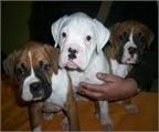 Donde Comprar Boxer, Precio Venta de Boxer, Compra-Venta de Boxer ...
