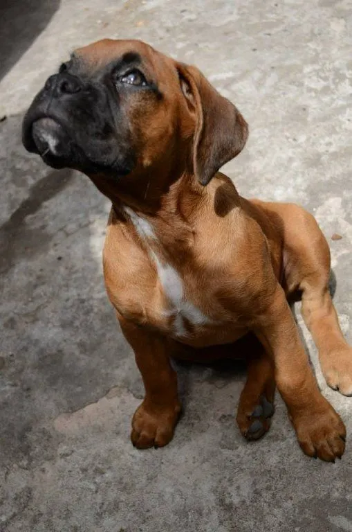 perro boxer | Cuidar de tu perro es facilisimo.com