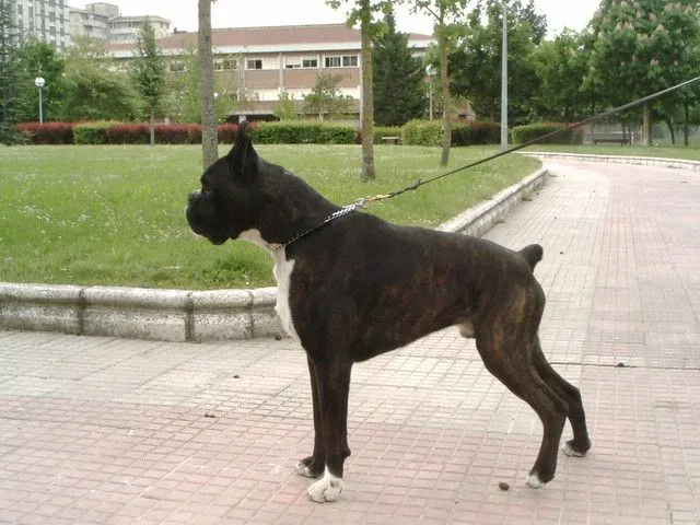 Perro boxer Gainsol'tar Eder (Boxers Urkabustaiz'tar) | Flickr ... Perro boxer Gainsol'tar Eder (Boxers Urkabustaiz'tar) | Flickr ...