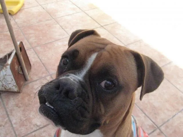 Perro boxer legitimo busca novia boxer legitima en Huatabampo Perro boxer legitimo busca novia boxer legitima en Huatabampo
