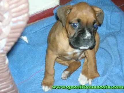Perro boxer dos meses - Imagui