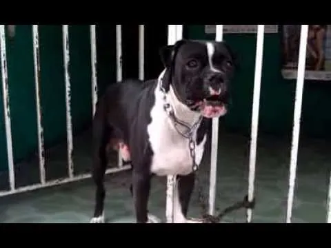 perro Boxer negro para cruza - YouTube