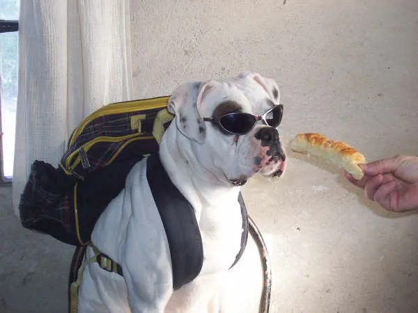 El Perro boxer....(mas imagenes) - Taringa!
