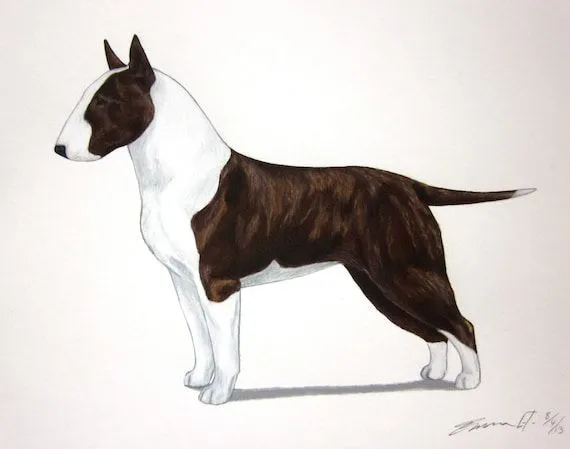 Dibujos a lapiz de bullterrier - Imagui