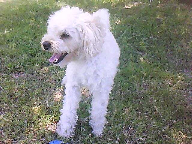 Mi perro caniche para montar con perra caniche y sacar cria ...