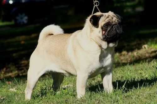 Perros chatos arrugados bebés - Imagui