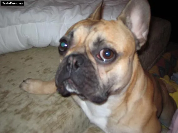 Mi perro Chato
