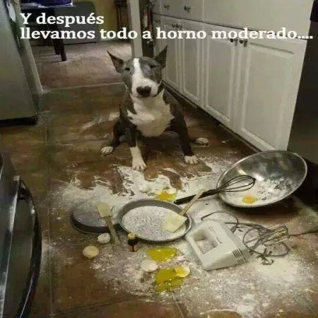 Perro Chef No Sale Bien El Pastel - Imagenes Bonitas | Frases Bonitas