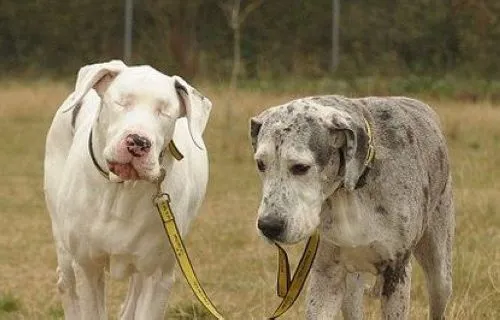 Un perro ciego y su perro guía_Spanish.china.org.cn_中国最权威的 ... Un perro ciego y su perro guía_Spanish.china.org.cn_中国最权威的 ...