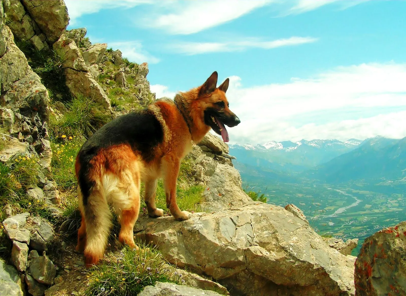 Un perro muy curioso mirando el paisaje en las montañas | Banco de ... Un perro muy curioso mirando el paisaje en las montañas | Banco de ...