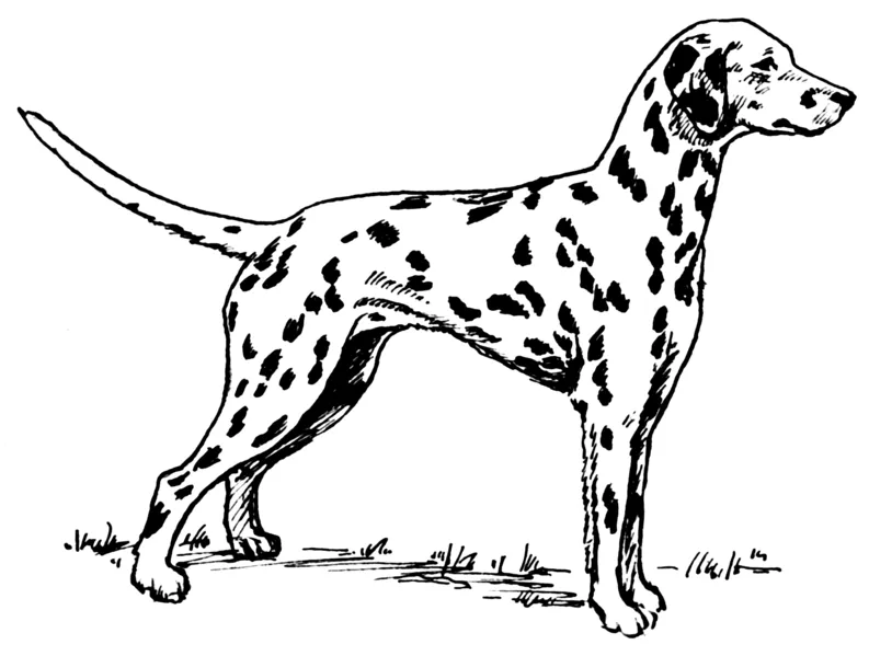 Dibujos de perros dalmatas para imprimir - Imagui Dibujos de perros dalmatas para imprimir - Imagui