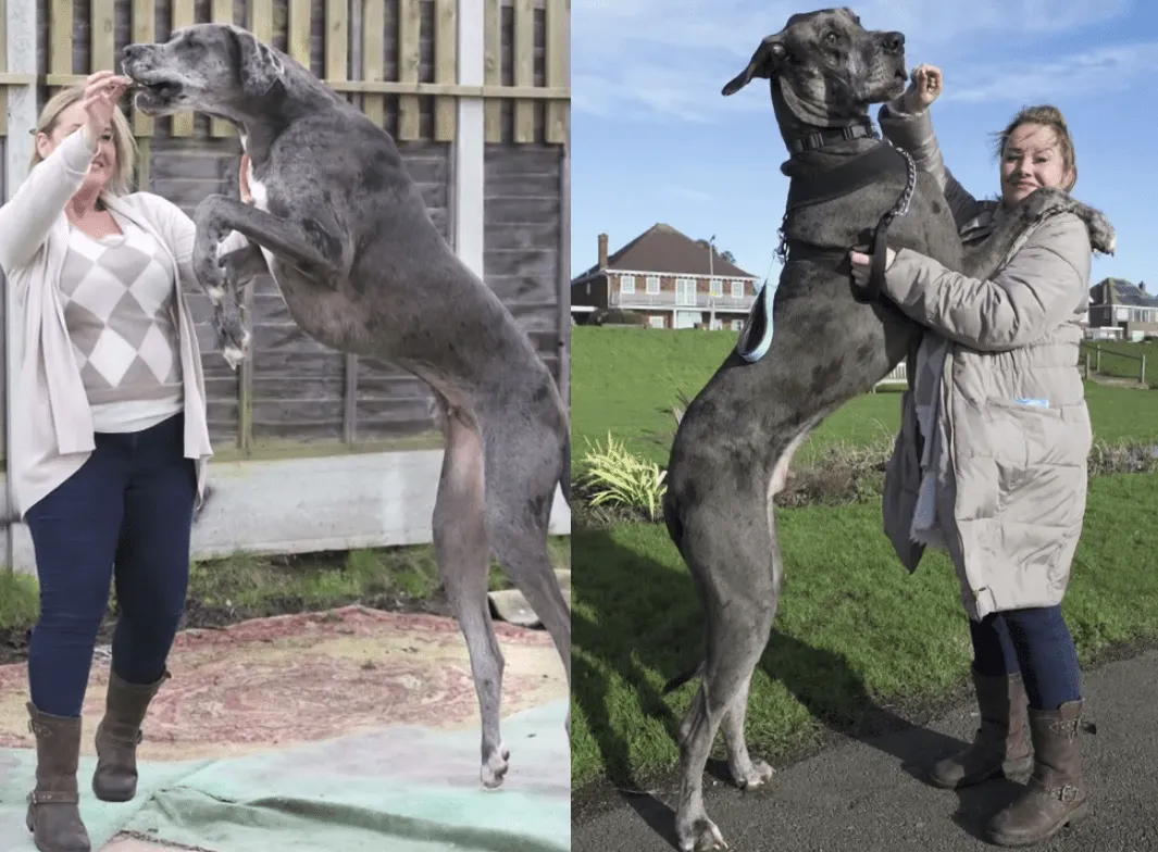 El perro gran danés que aspira a ser el más grande del mundo ... El perro gran danés que aspira a ser el más grande del mundo ...