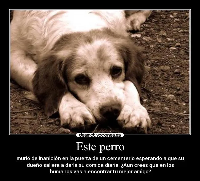 Desmotivaciones de perros tristes - Imagui