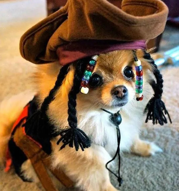 perro-disfraz-pirata-600x641.jpg
