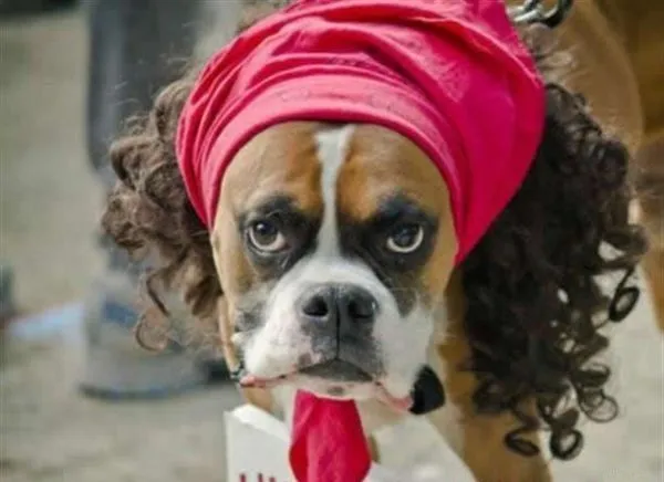 Perro disfrazado | 1001 Imágenes graciosas