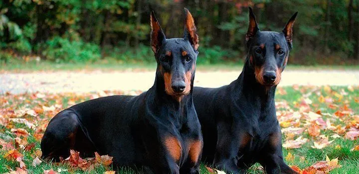 Perro doberman, información, características y personalidad