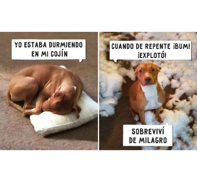 perro-durmiendo.jpg