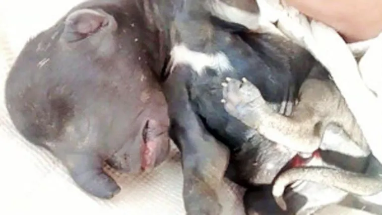 El perro elefante mas estragos en Santiago del estero - Taringa! El perro elefante mas estragos en Santiago del estero - Taringa!